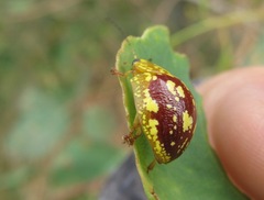 Paropsis maculata