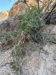 Passiflora tenuiloba