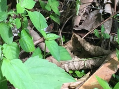 Drupadia ravindra moorei