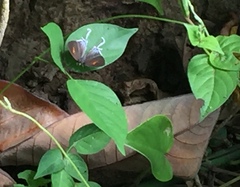 Drupadia ravindra moorei