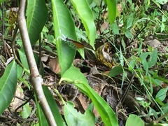 Drupadia ravindra moorei