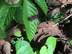 Drupadia ravindra moorei