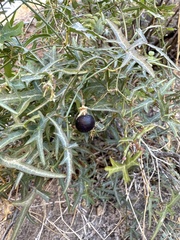 Passiflora tenuiloba