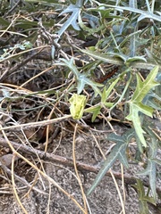 Passiflora tenuiloba