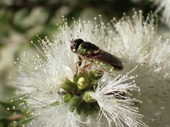 Odontomyia decipiens