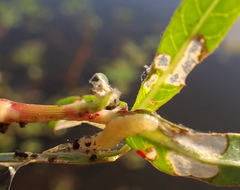 Herpetogramma bipunctalis