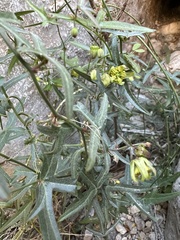 Passiflora tenuiloba