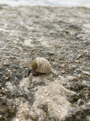 Nerita plicata