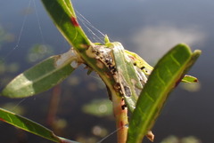 Herpetogramma bipunctalis