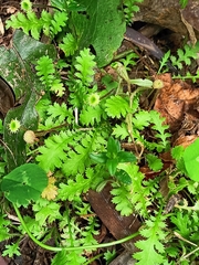 Leptinella dioica
