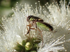 Odontomyia decipiens