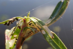 Herpetogramma bipunctalis