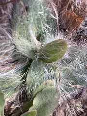 Hieracium longipilum