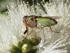 Odontomyia decipiens