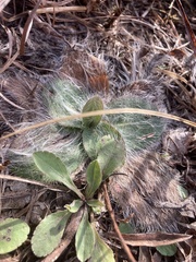 Hieracium longipilum