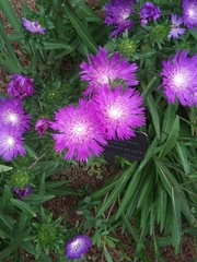 Stokesia