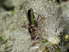 Odontomyia decipiens