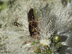 Odontomyia decipiens
