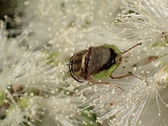 Odontomyia decipiens
