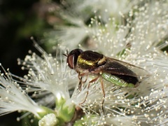 Odontomyia decipiens