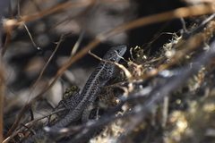 Stenocercus ornatissimus