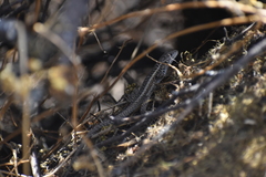 Stenocercus ornatissimus