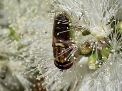 Odontomyia decipiens