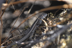 Stenocercus ornatissimus