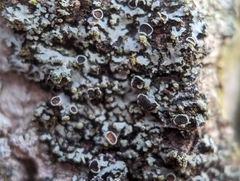 Phaeophyscia pusilloides