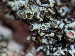 Phaeophyscia pusilloides