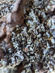 Phaeophyscia pusilloides