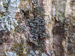 Phaeophyscia pusilloides