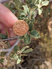 Atrusca brevipennata