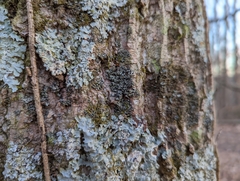 Phaeophyscia pusilloides