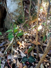 Anoectochilus formosanus