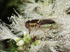 Odontomyia decipiens