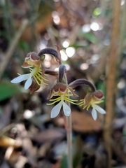 Anoectochilus formosanus