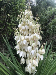 Yucca gloriosa