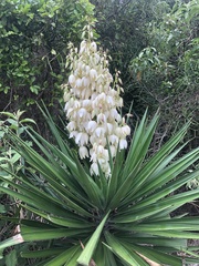 Yucca gloriosa