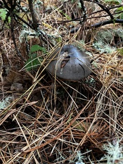 Amanita constricta