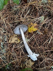 Amanita constricta