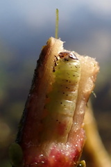 Macrorrhinia endonephele