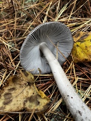 Amanita constricta