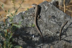 Stenocercus ornatissimus
