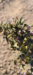 Pseudorontium cyathiferum