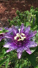 Passiflora