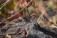 Stenocercus ornatissimus