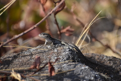 Stenocercus ornatissimus