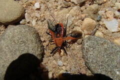 Gminatus