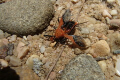 Gminatus